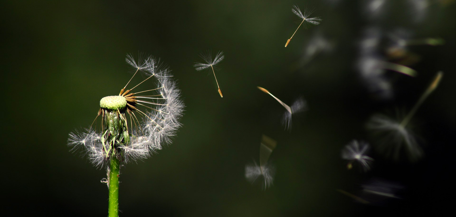 dandelion